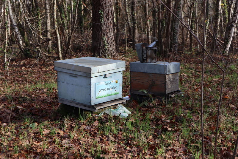 La ruche Grand gravelot