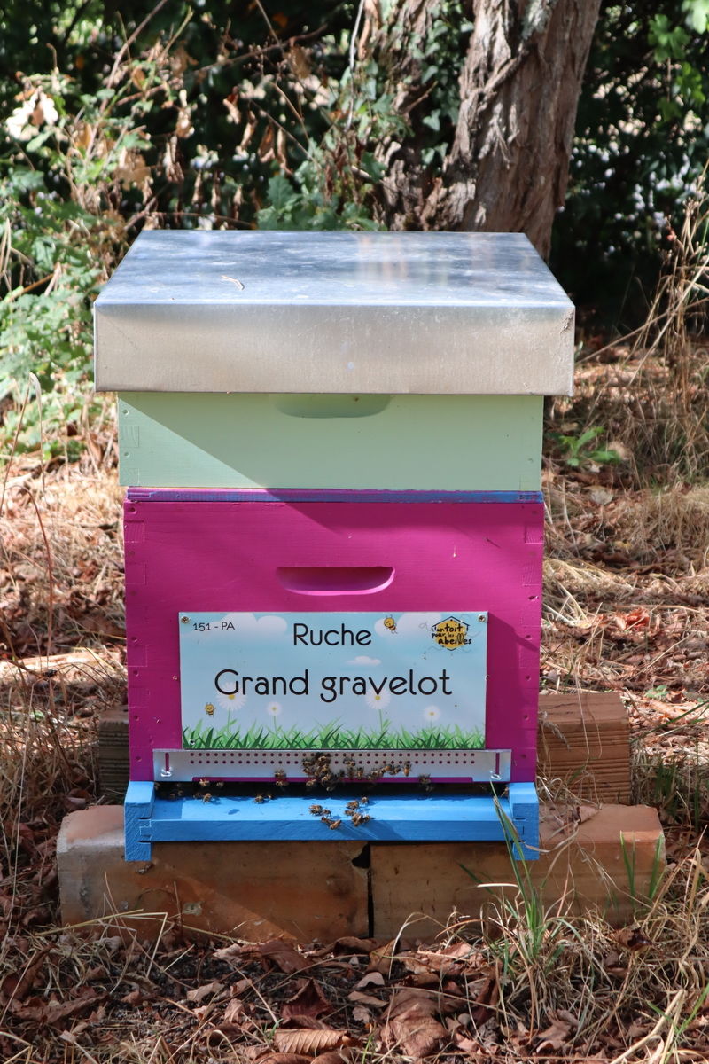La ruche Grand gravelot