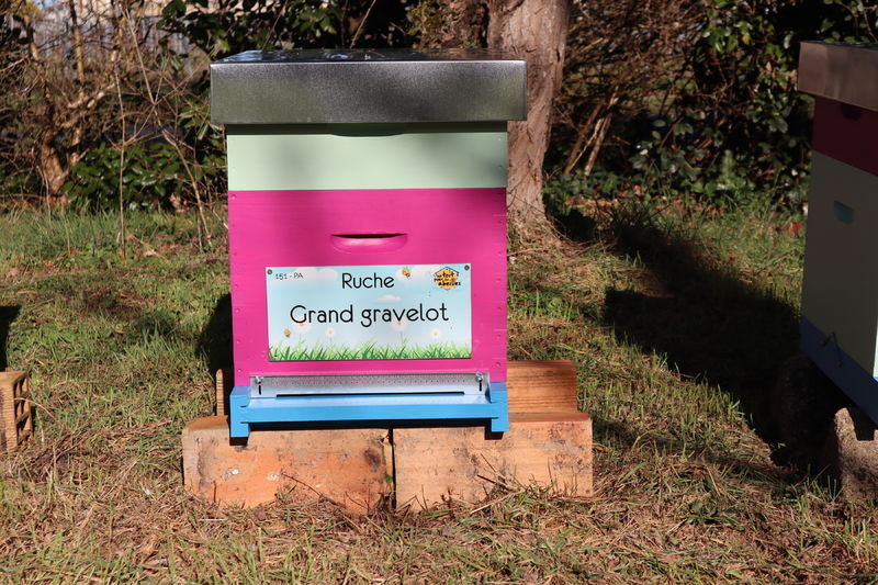 La ruche Grand gravelot
