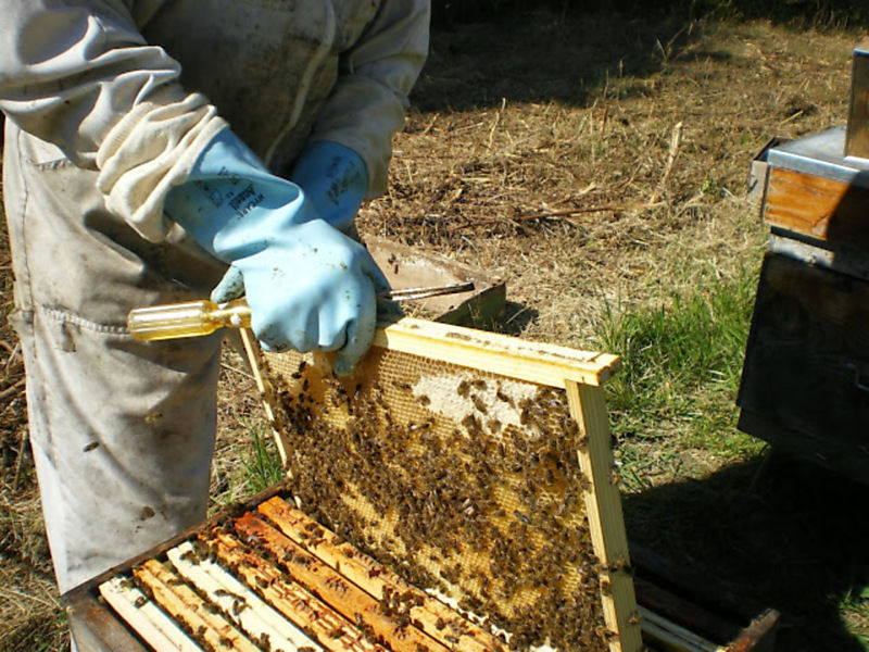 La ruche Pluvier kildir
