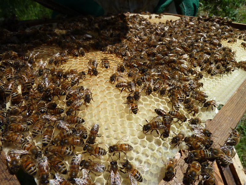 La ruche Pluvier kildir