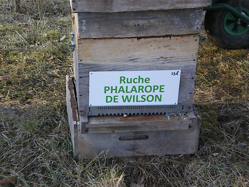 La ruche Phalarope de wilson