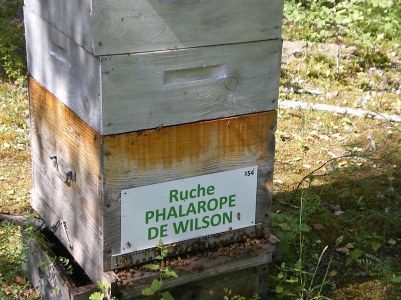 La ruche Phalarope de wilson