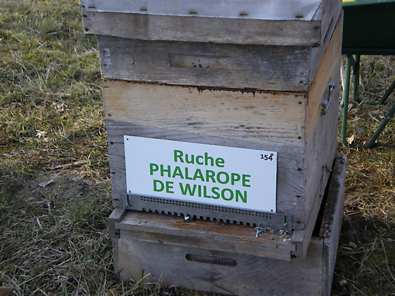 La ruche Phalarope de wilson