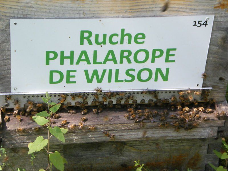 La ruche Phalarope de wilson