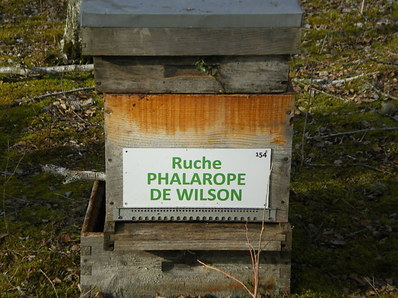 La ruche Phalarope de wilson