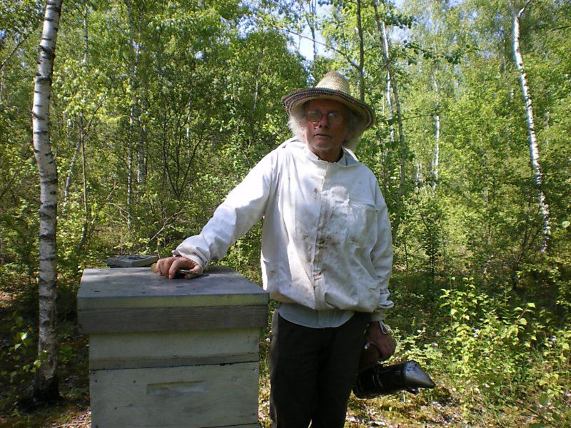 La ruche Phalarope de wilson
