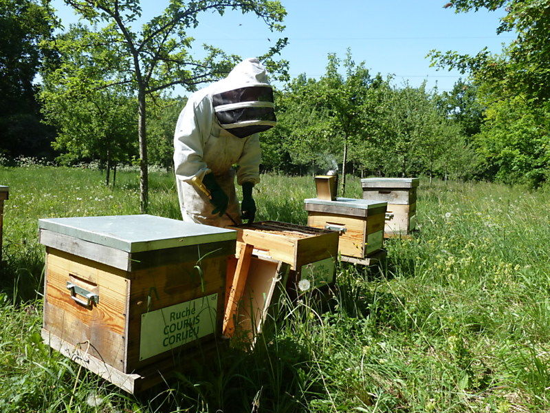 La ruche Phalarope de wilson