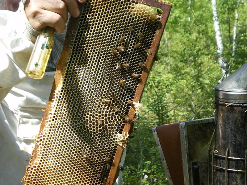 La ruche Phalarope de wilson