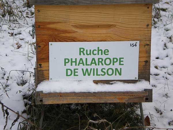 La ruche Phalarope de wilson