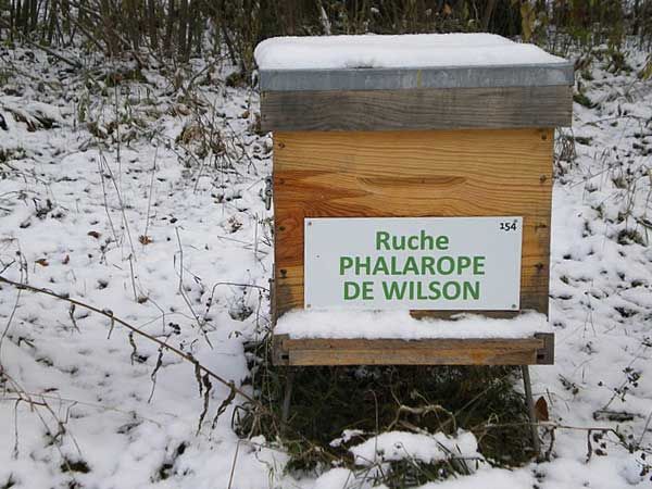La ruche Phalarope de wilson