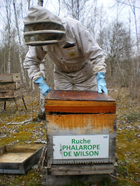 La ruche Phalarope de wilson