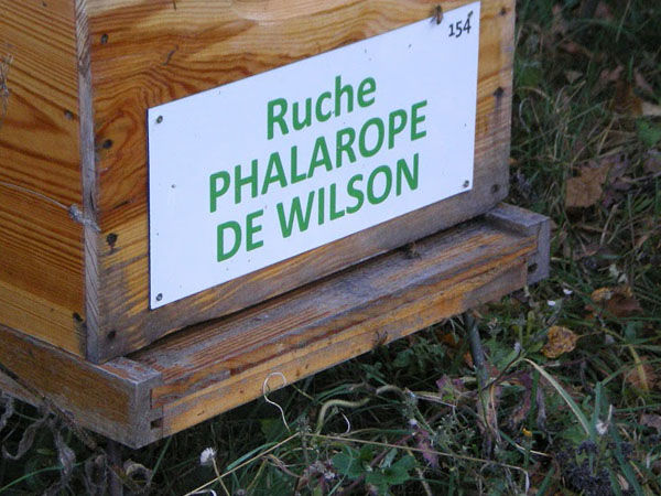 La ruche Phalarope de wilson