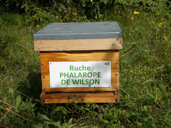 La ruche Phalarope de wilson