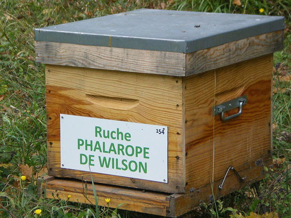 La ruche Phalarope de wilson