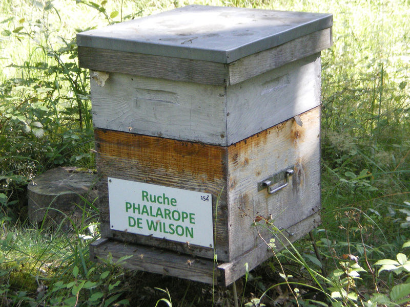 La ruche Phalarope de wilson