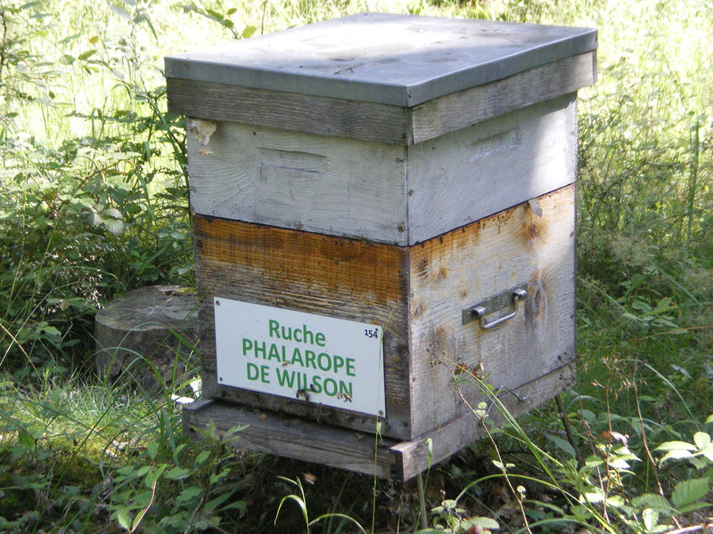 La ruche Phalarope de wilson