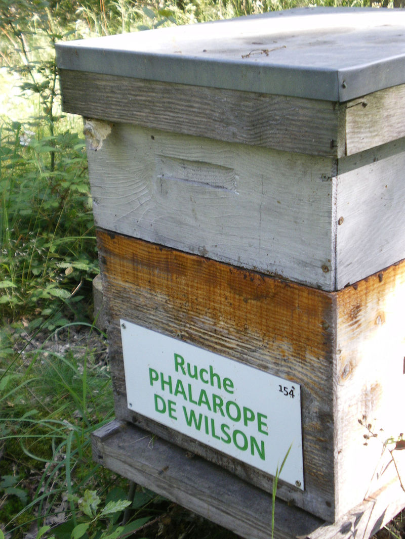 La ruche Phalarope de wilson