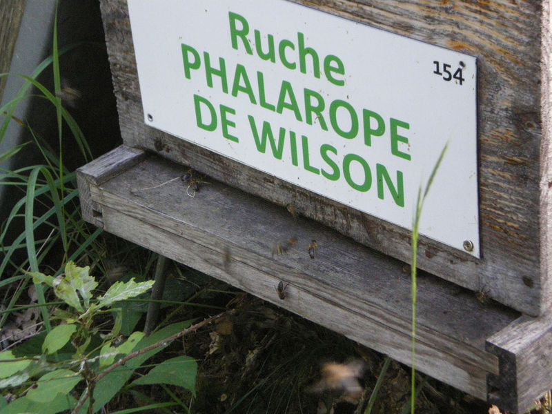 La ruche Phalarope de wilson