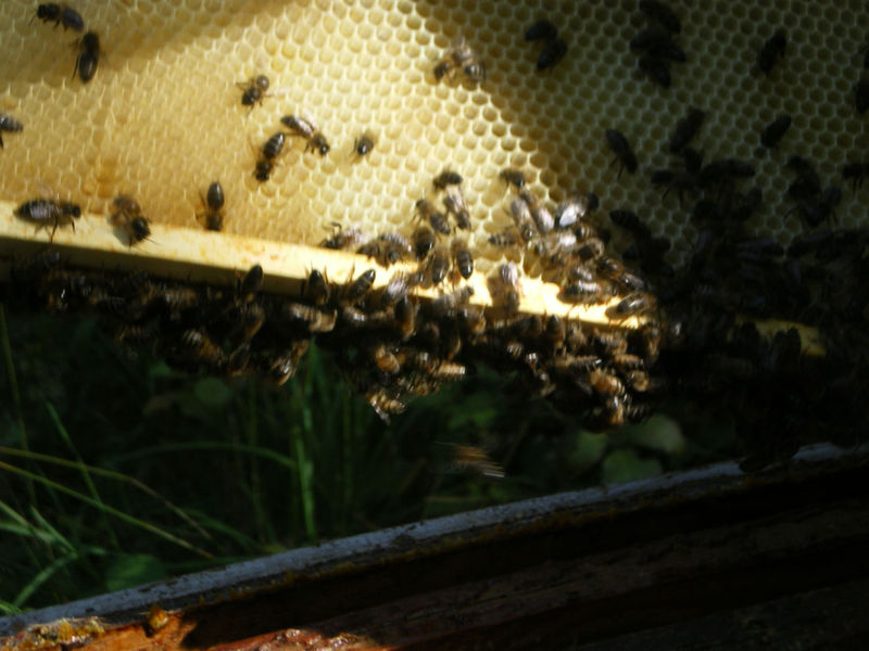 La ruche Phalarope de wilson