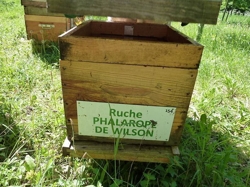 La ruche Phalarope de wilson