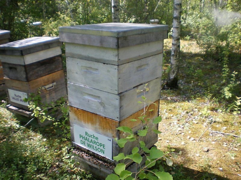 La ruche Phalarope de wilson