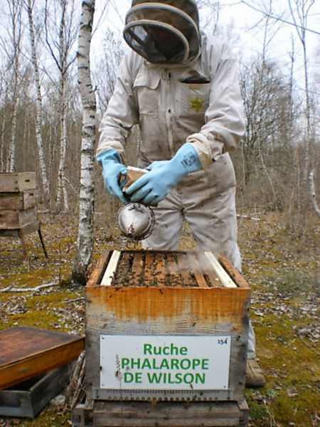 La ruche Phalarope de wilson