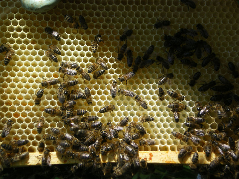 La ruche Phalarope de wilson