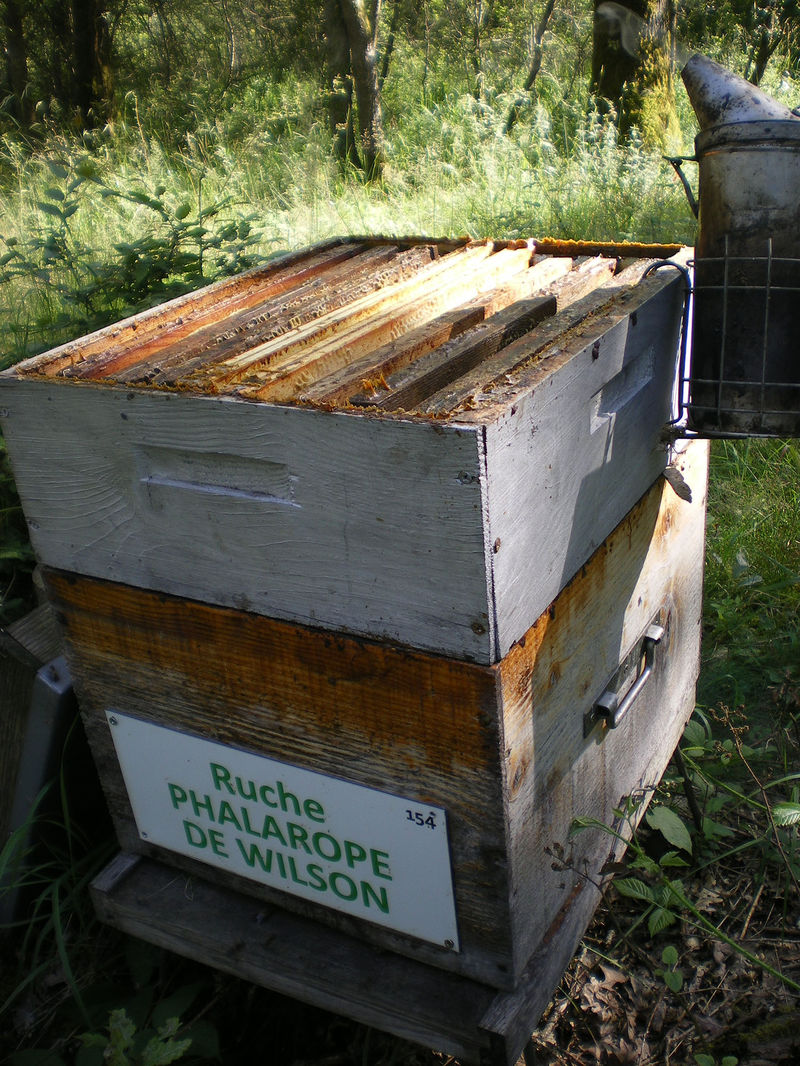 La ruche Phalarope de wilson