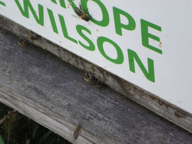 La ruche Phalarope de wilson