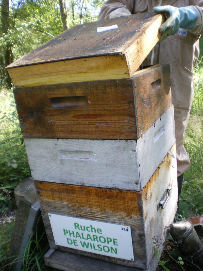 La ruche Phalarope de wilson