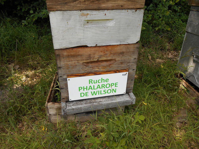 La ruche Phalarope de wilson