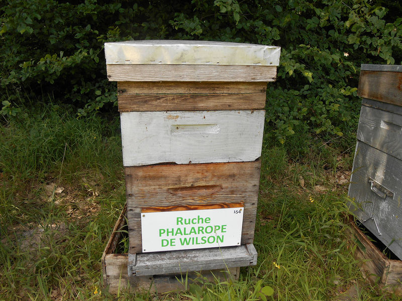 La ruche Phalarope de wilson