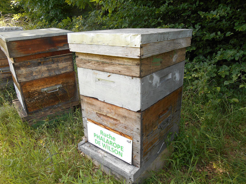 La ruche Phalarope de wilson