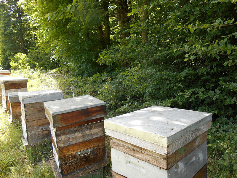 La ruche Phalarope de wilson