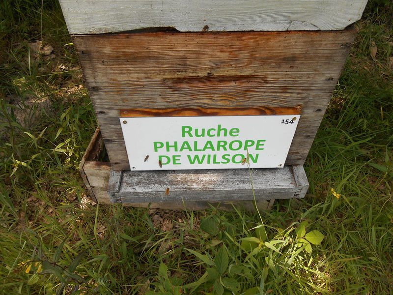 La ruche Phalarope de wilson