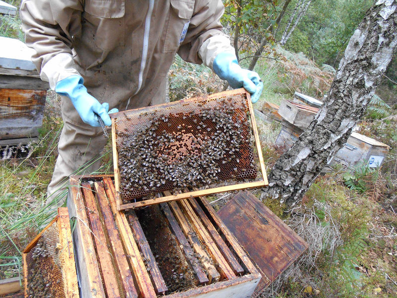 La ruche Phalarope de wilson
