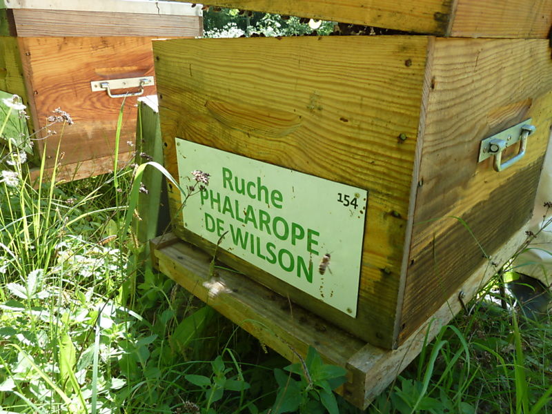 La ruche Phalarope de wilson
