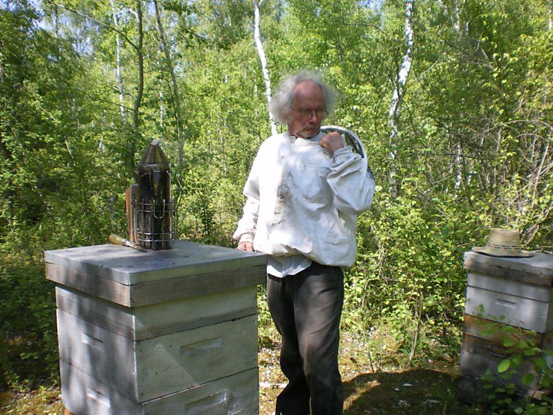 La ruche Phalarope de wilson