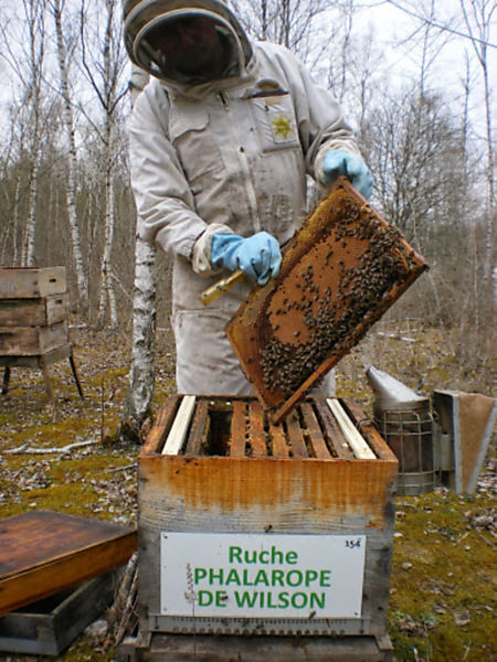 La ruche Phalarope de wilson