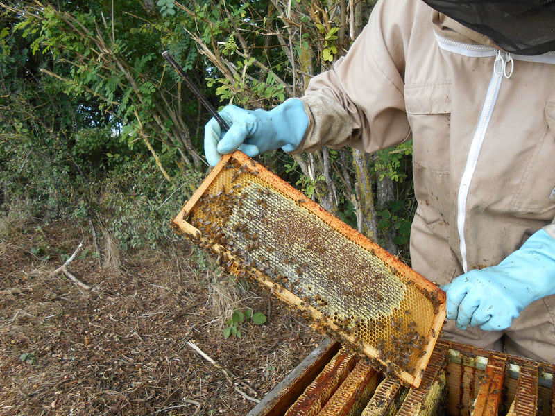 La ruche Phalarope de wilson