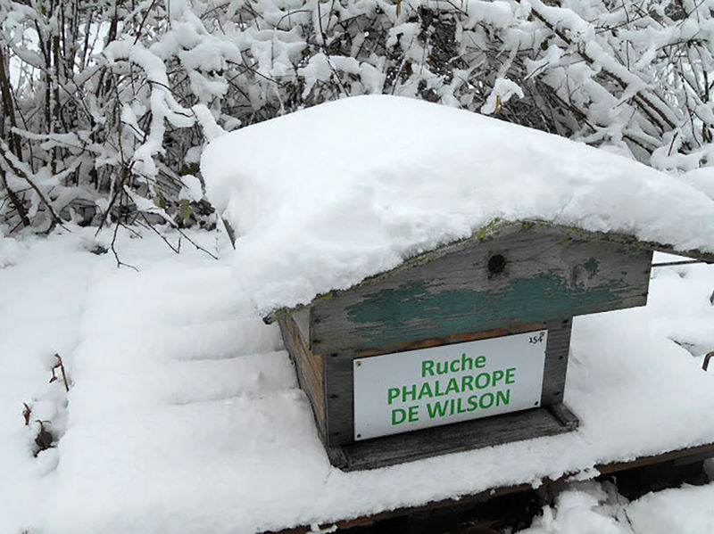 La ruche Phalarope de wilson