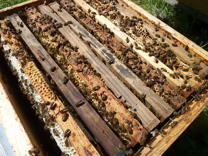 La ruche Phalarope de wilson