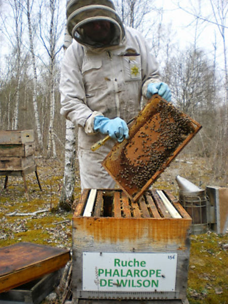 La ruche Phalarope de wilson