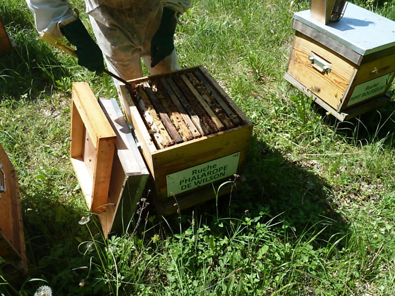 La ruche Phalarope de wilson