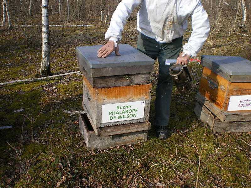 La ruche Phalarope de wilson