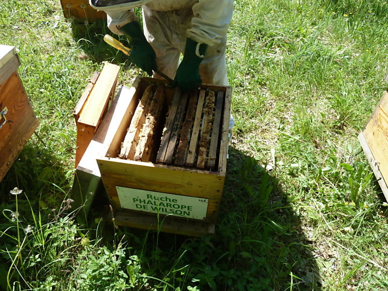 La ruche Phalarope de wilson
