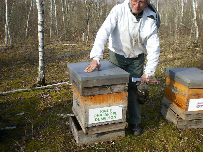 La ruche Phalarope de wilson
