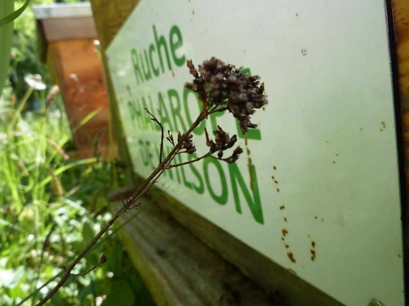 La ruche Phalarope de wilson