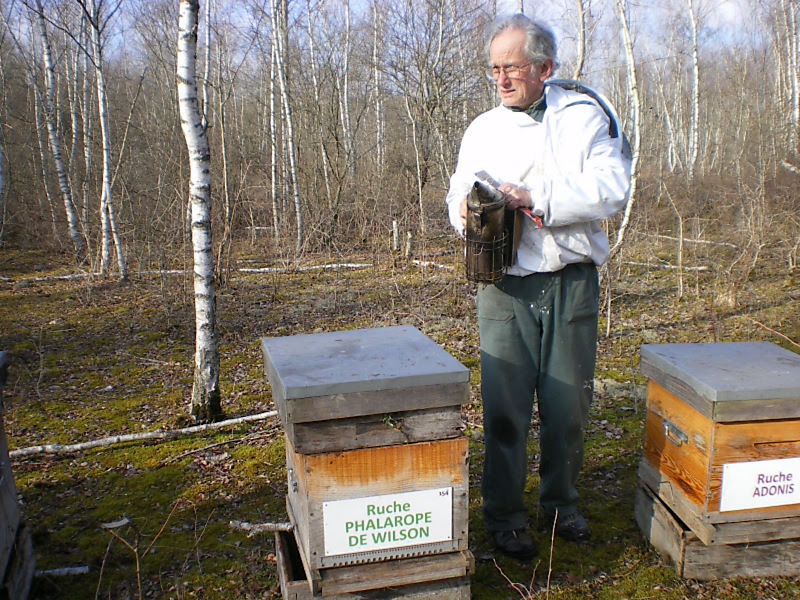La ruche Phalarope de wilson